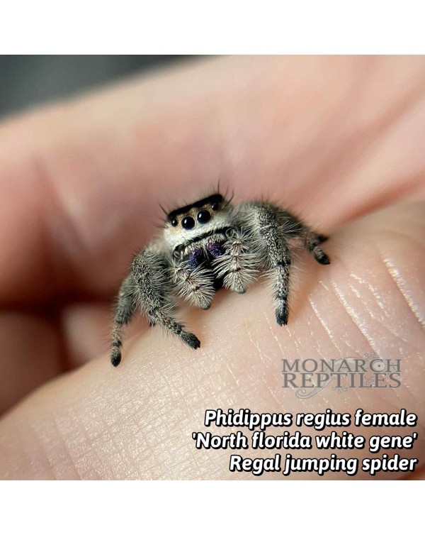 Phidippus Regius "North Florida White" - Regal Jumping Spider  - CB Female