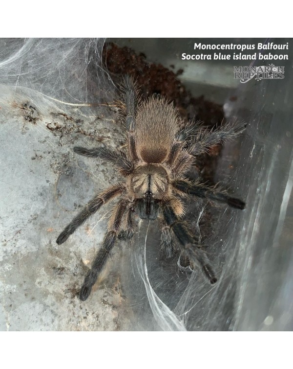 Monocentropus Balfouri  - Socotra Blue Island Baboon  1/2'' (Old World)