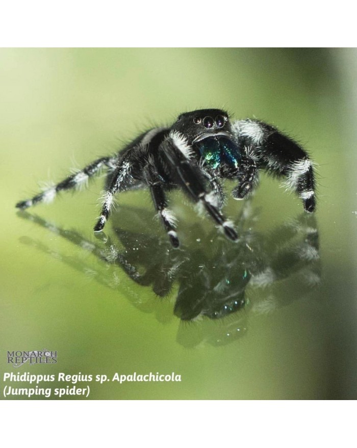 Regal Jumping Spider