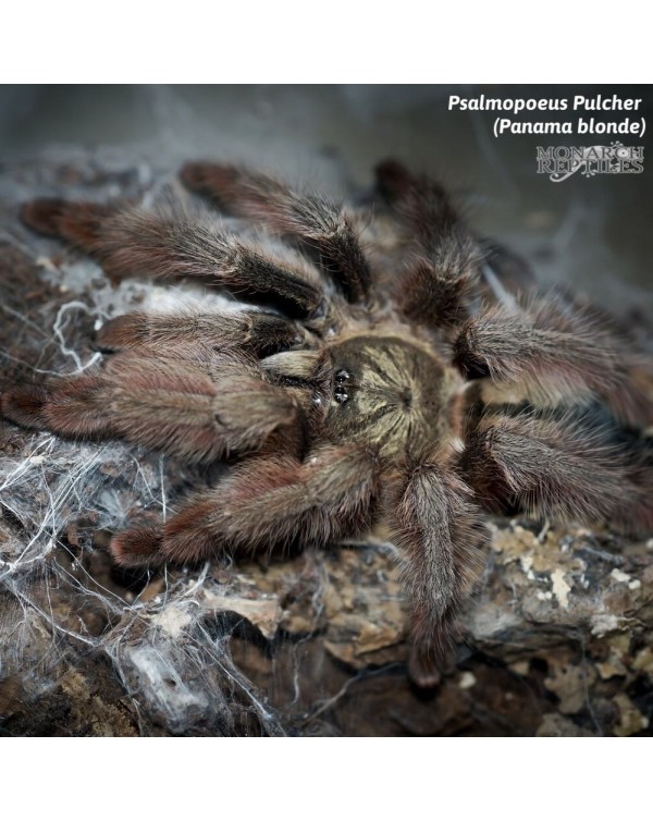 Psalmopoeus  Pulcher  - Panama Blonde  1''  (New World)