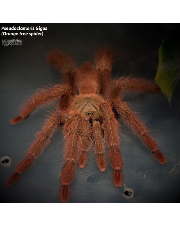 Amazonius Germani (Formerly Pseudoclamoris Gigas) 1" - Orange Tree Spider (New World)