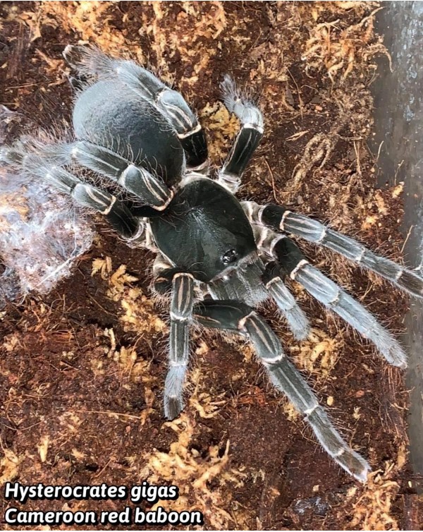 Hysterocrates Gigas - Cameroon Red Baboon 1"  (Old World)