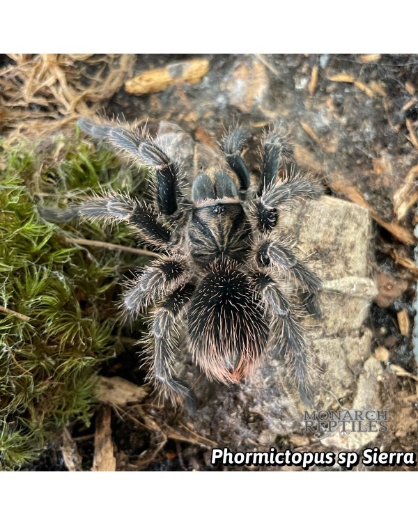 Phormictopus sp. Sierra 3" (New World)