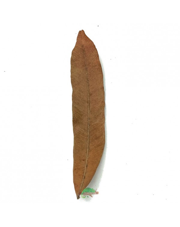Reptiscape - Thika Palm Leaves