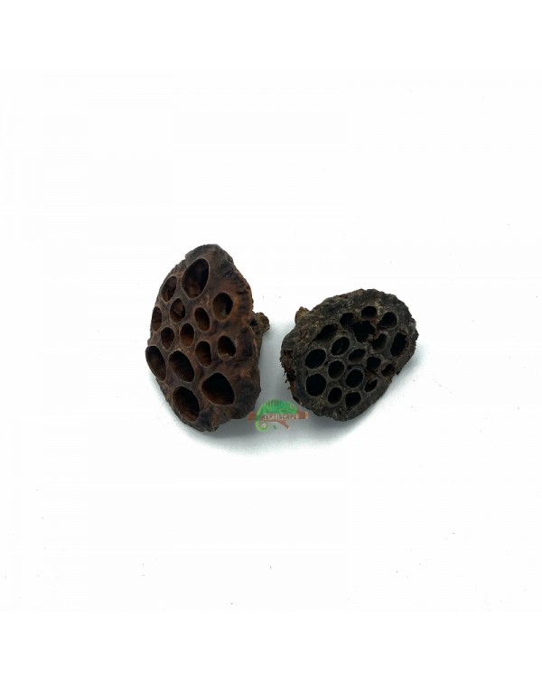 Reptiscape - Lotus Pods- 2pk