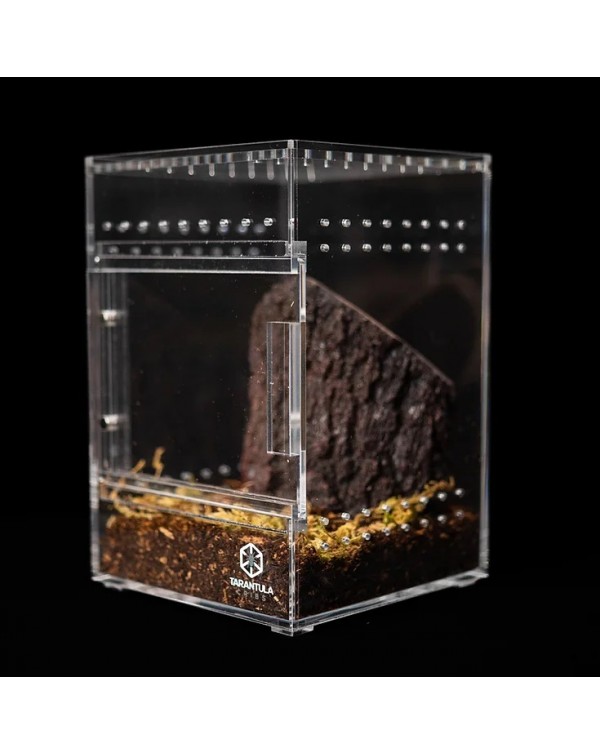 Tarantula Cribs - Small Treehouse Switch- Clear Back