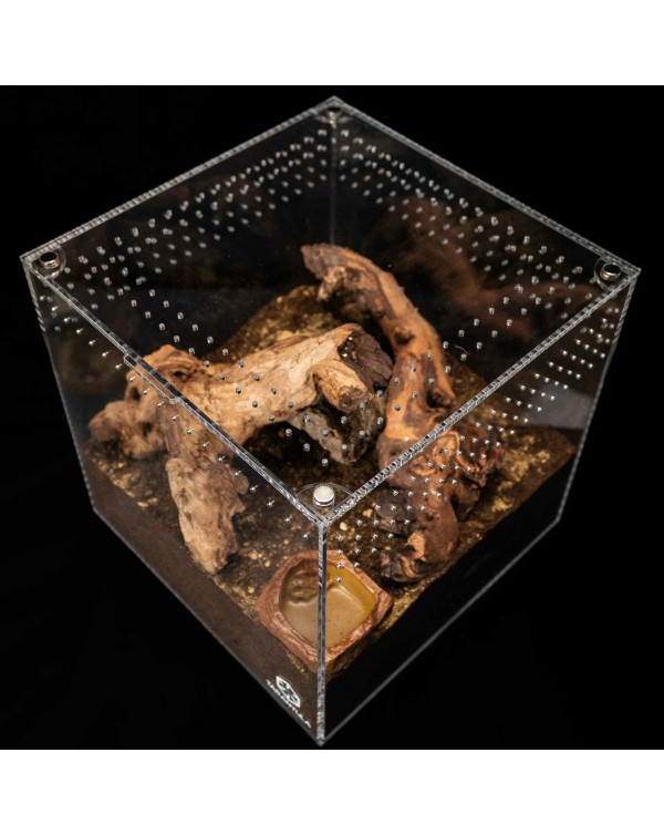 Tarantula Cribs - Tarantula Cube - 12"