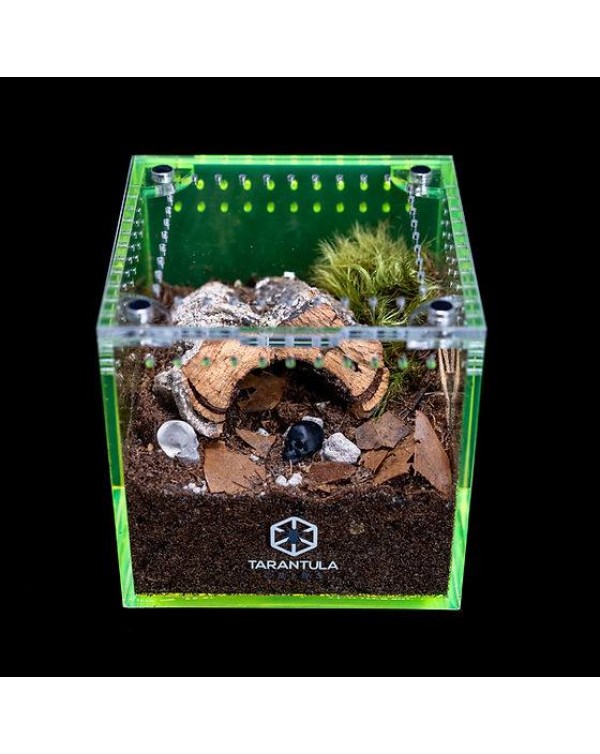 Tarantula Cribs - 3"x3"x3" Cube Tarantula Collective Special