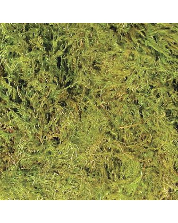 Zoomed - Terrarium Moss - 30-40 gal