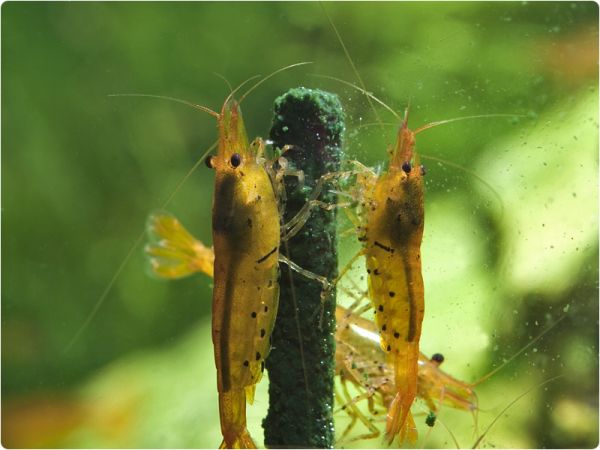 3.jpg GlasGarten Shrimp Lollies - Algae Power - Image 3