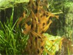GlasGarten Shrimp Lollies - Artemia Power - Image 3