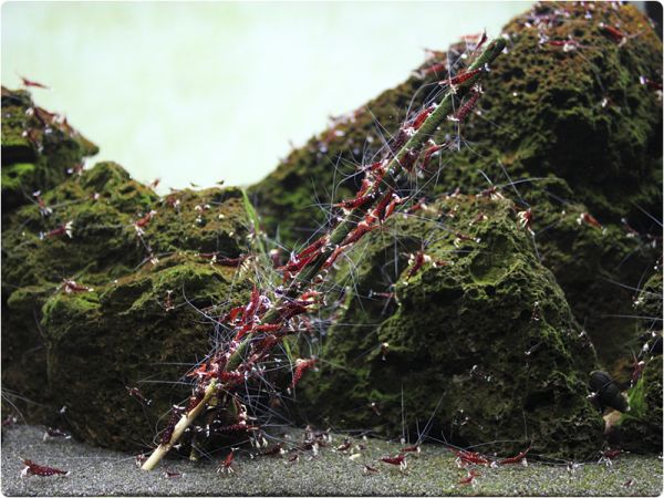 9.jpg GlasGarten Shrimp Lollies - Moringa Power - Image 3