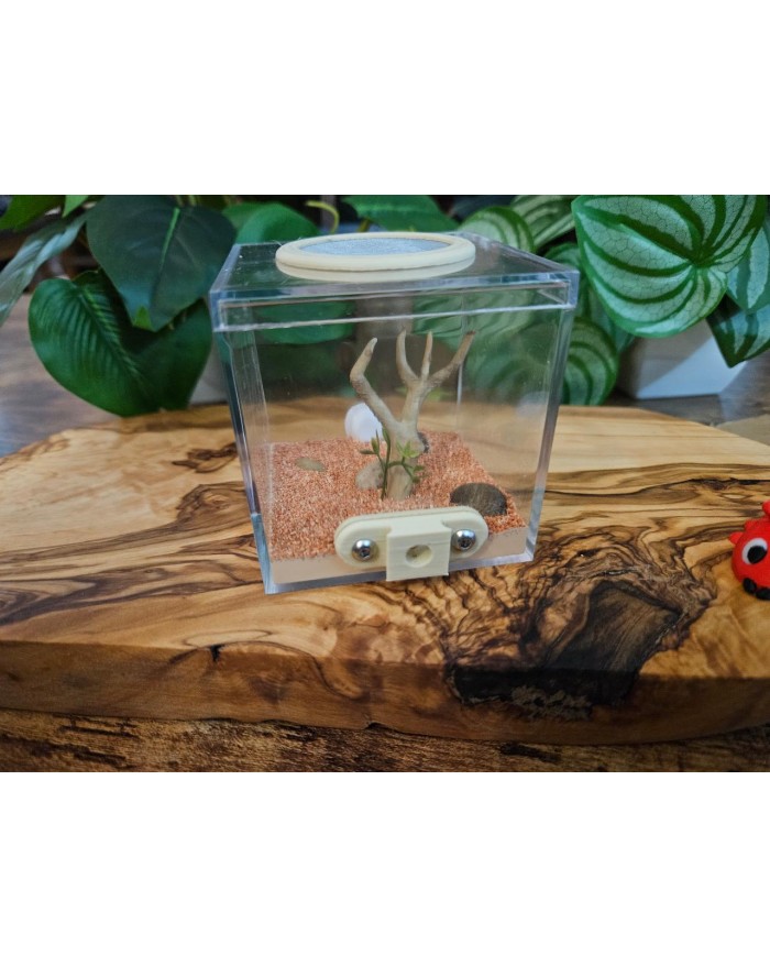 ADC M arbre mort connectjpg-700x879 Outworld Module for Ants - Large - Image 1