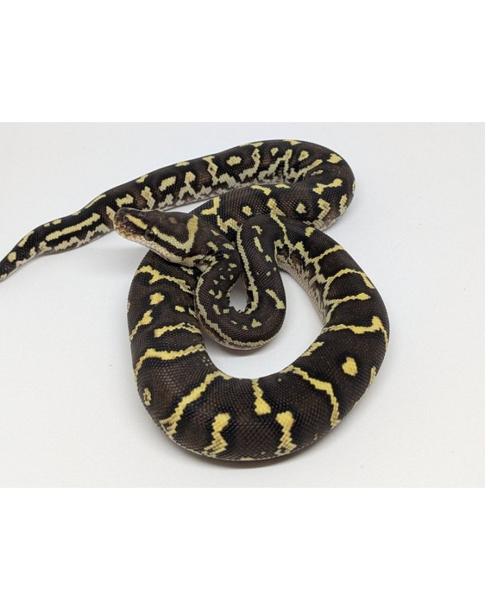 AngolanPythonF-1-1250-700x879 Python - Angolan - Female No. 1 - Image 1