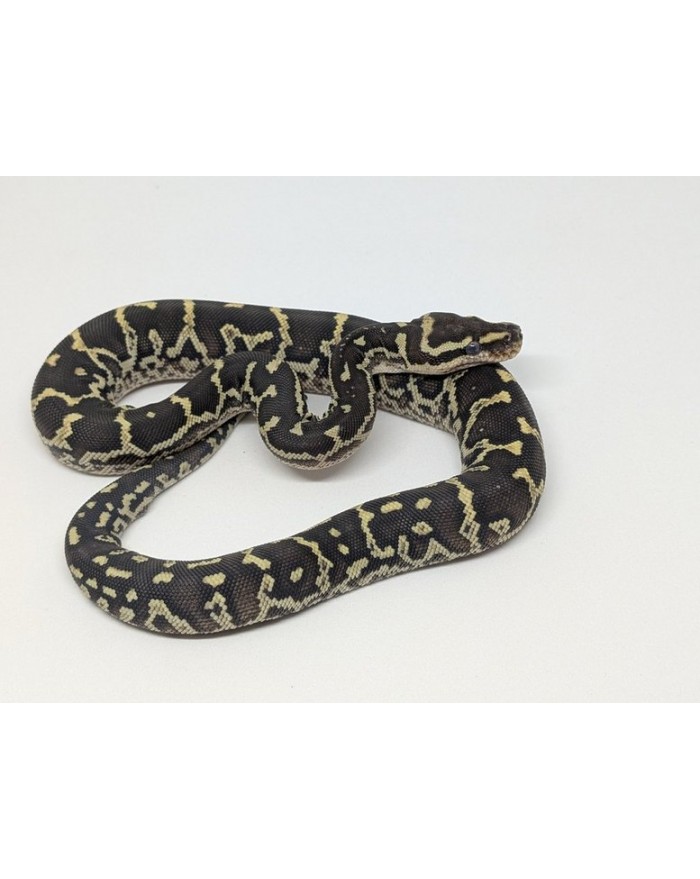 AngolanPythonM-1000-700x879 Python - Angolan - Male - Image 1