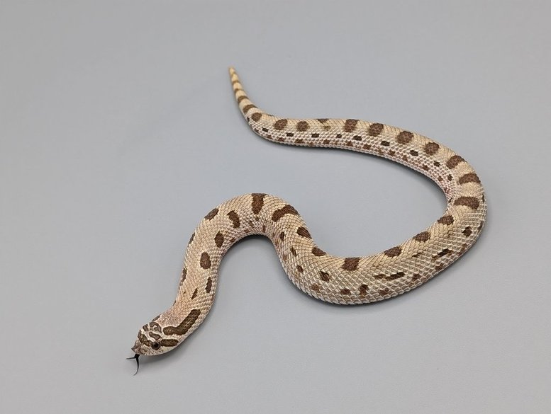 ArticConda66HetSable-FNo.1-400 Hognose -  Arctic Conda 66 percent Het Sable- Female No.1 - Image 1
