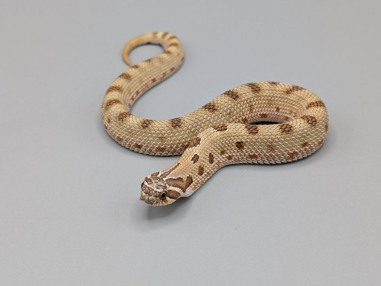 ArticConda66HetSable-FNo.2-400 Hognose -  Arctic Conda 66 percent Het Sable- Female No.2 - Image 1