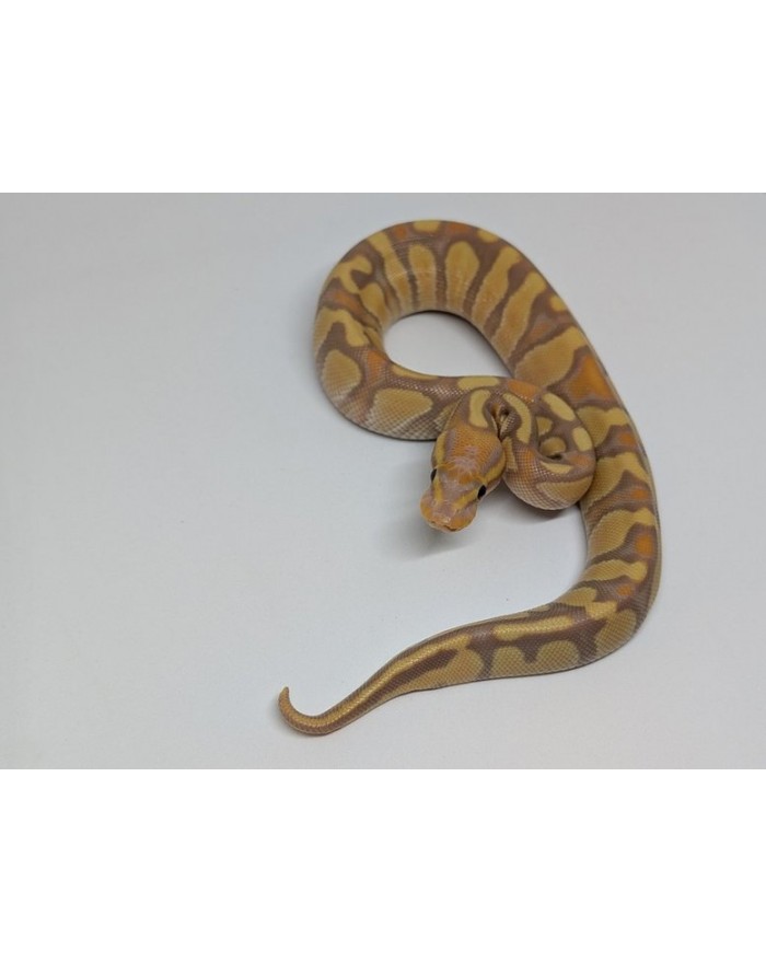 BallPython-BananaEnchiYB-M-250-700x879 Ball Python - Banana Enchi Yellowbelly - Male - Image 1