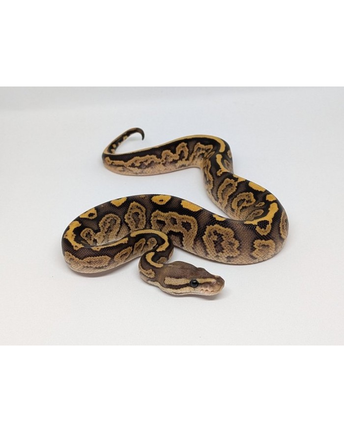 BallPython-BlackPastelFireYB-Asphalt-F-200-700x879 Ball Python - Black Pastel Fire - yellowbelly or asphalt - Female – Image 1