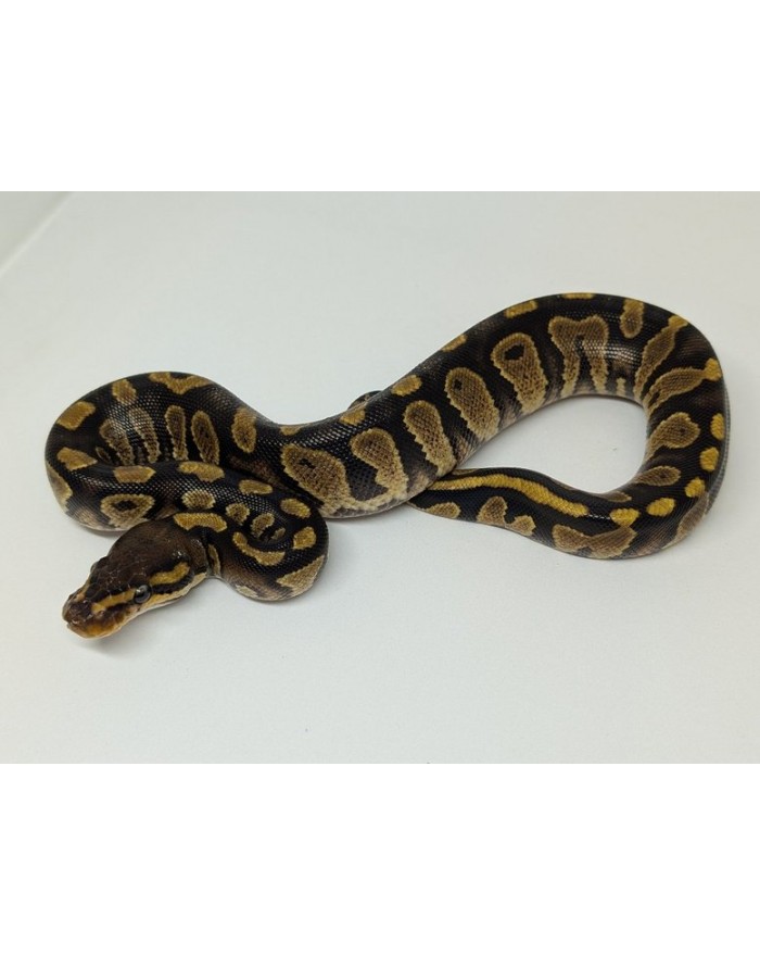 BallPython-ChocolateYB-M-150-700x879 Ball Python - Chocolate Yellowbelly - Male - Image 1