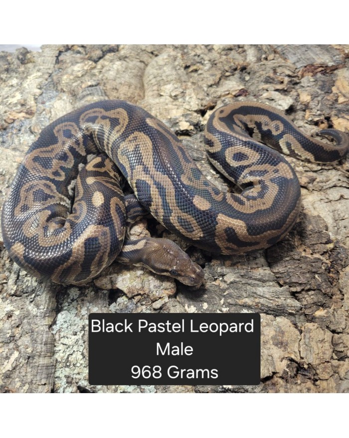 BlackPastelLeopardM-968N-700x879 Ball Python - Black Pastel Leopard - Male – Image 1