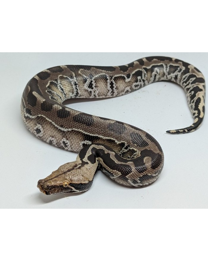 Bloodpython-SumatraBlack-ChromeHead-F-500-700x879 Blood Python - Black Sumatra - Chrome Head - Female – Image 1