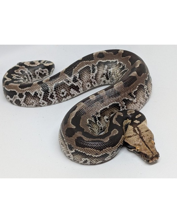 Bloodpython-SumatraBlack-ChromeHead-M-500-700x879 Blood Python - Black Sumatra - Chrome Head - Male – Image 1