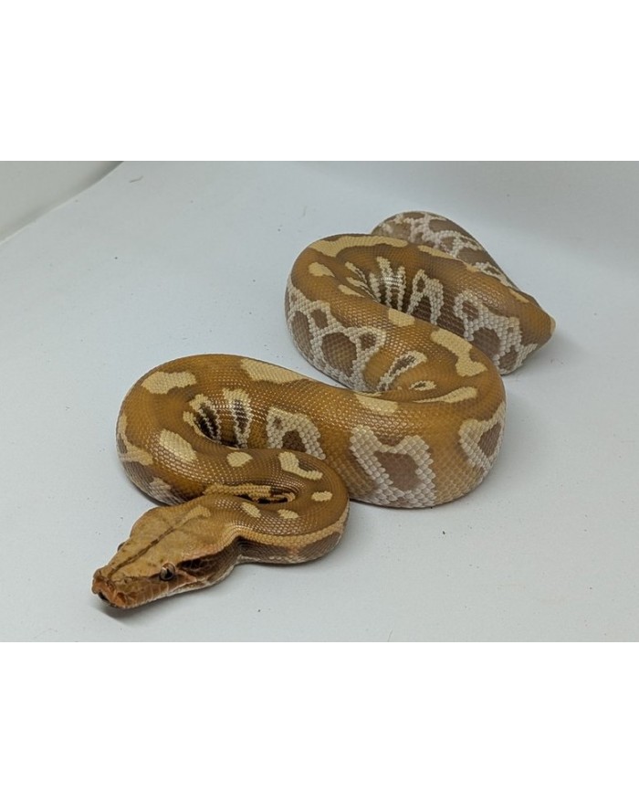 Bloodpython-T+-M1-500-700x879 Blood Python - T+ - Male No. 2 - Image 1