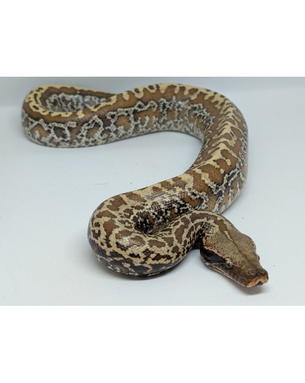 BloodpythonBatikHetT+-M-650-1-600x754 Blood Python - Batik het T+ - Male - Image 1