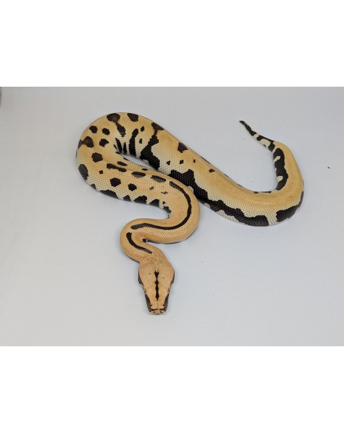 BloodpythonGoldenEye-M-750-1-700x879 Blood Python - Golden Eye het T+ - Male - Image 1