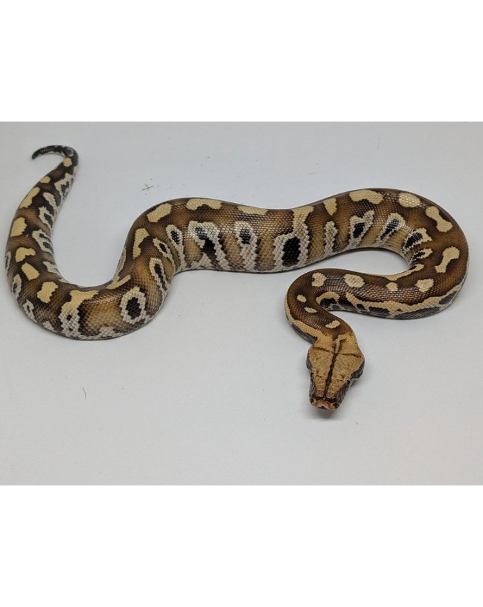BloodpythonHt+-F-300-700x879 Blood Python - het T+ - Female - Image 1