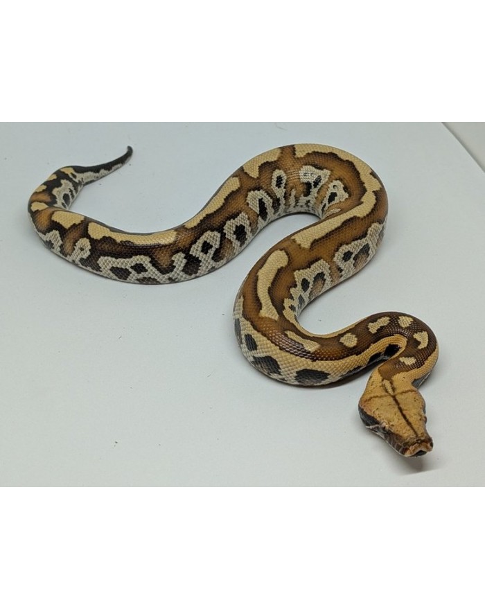 BloodpythonHt+-M-300-700x879 Blood Python - het T+ - Male - Image 1