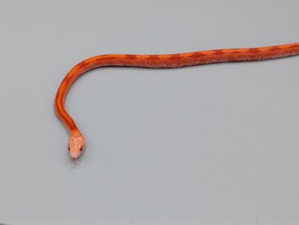 Cornsnake -  Bloodred Albino Motley Piedsided - Male