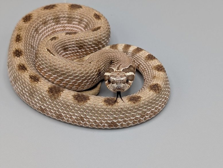 CondaHetSablePHAlbinoM.1-2022-350 Hognose - Conda het Sable PH Albino - Male No. 1 - Image 1