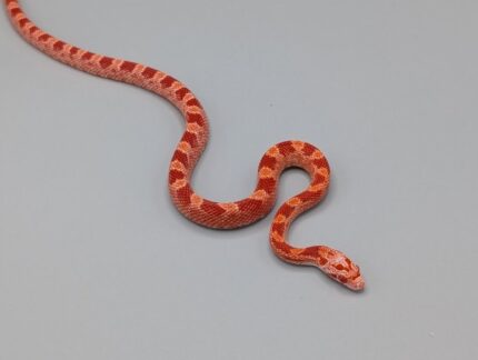 Cornsnake -  Fire Piedside het Scaleless Anery  - Male No. 2