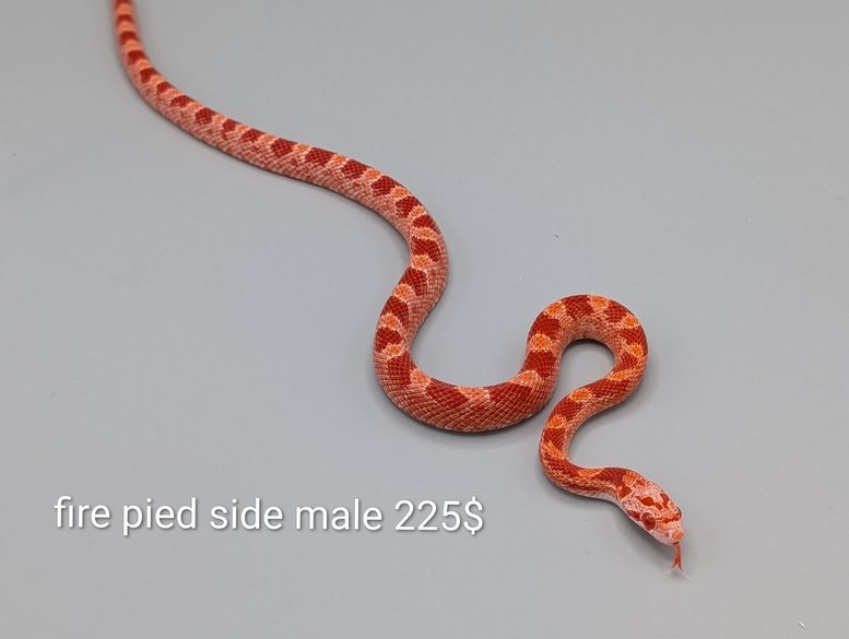 FirepiedsidedhetSCAneryMNo.2-225 Cornsnake -  Fire Piedside het Scaleless Anery  - Male No. 2 – Image 1
