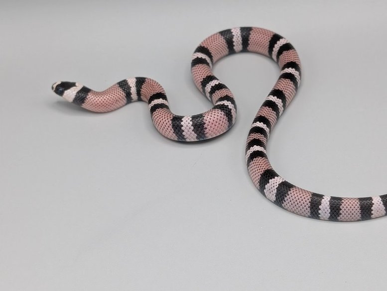HonduranAneryHetSnow-M-250 Milksnake- Honduran Anery Het Snow - Male - Image 1