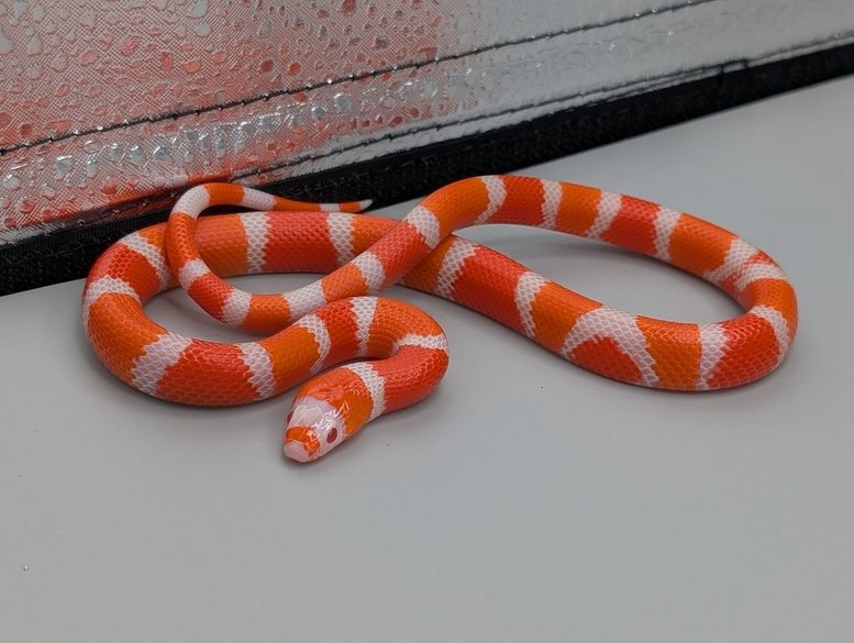 HonduranTangAlbinoHetSnowMNo.1-250 Milksnake- Honduran Tangerine Albino Het Snow  Male No.1 – Image 1