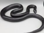 Kingsnake -Mexican Black - Male - 2018 (kink tail)