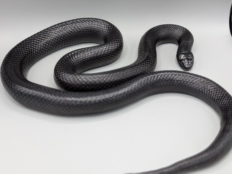 MBK-M-2018-kink.1 Kingsnake -Mexican Black - Male - 2018 (kink tail) – Image 1