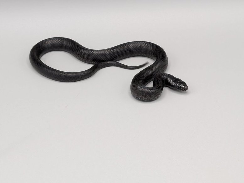 MBK-M-250 Kingsnake -Mexican Black - Male – Image 1