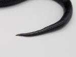 Kingsnake -Mexican Black - Male - 2018 (kink tail) – Image 2
