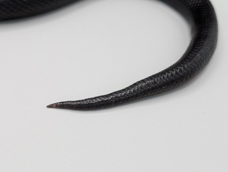 MBKkinktail-M Kingsnake -Mexican Black - Male - 2018 (kink tail) – Image 2