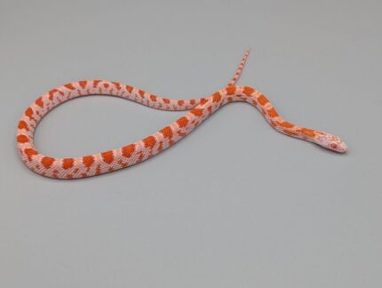 Cornsnake - Miami Candycane Sunkissed- Female