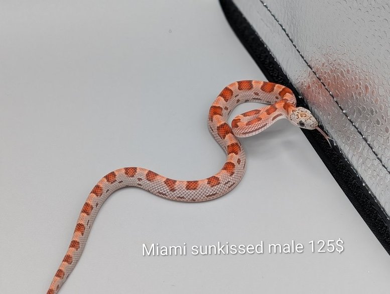MiamiSunkised-M-125 Cornsnake - Miami Sunkissed- Male – Image 1