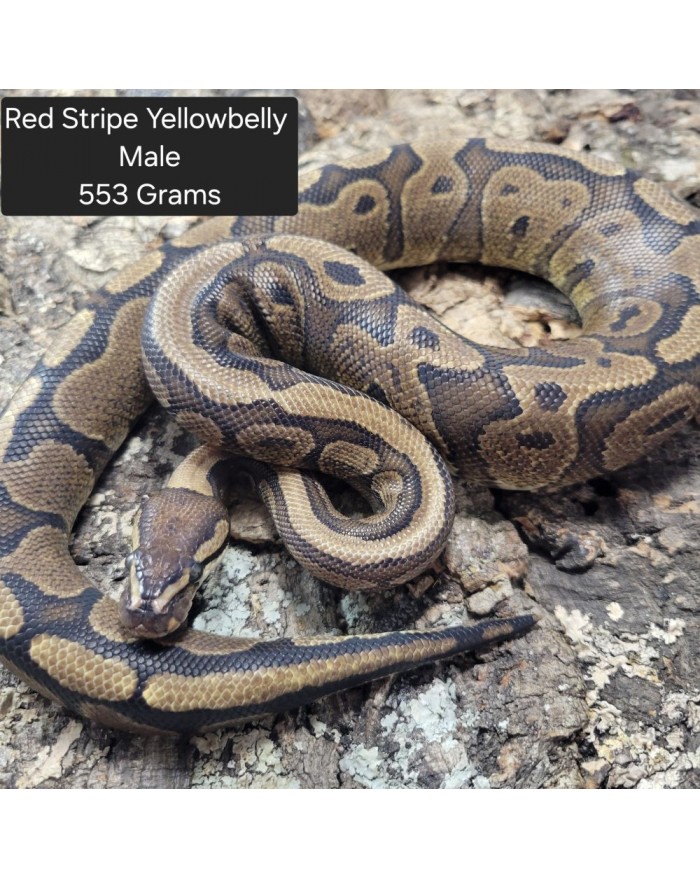 RedStripeYBM553N-700x879 Ball Python - Red Stripe Yellowbelly- Male - Image 1