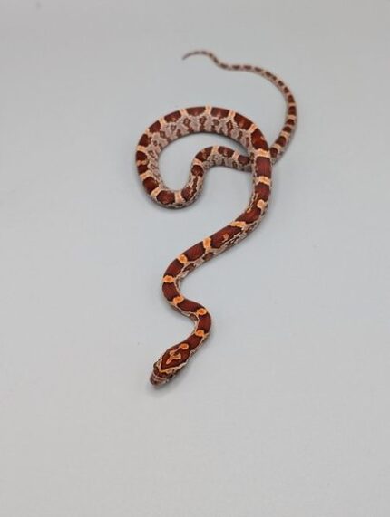 Cornsnake - Regular Het Scaleless Anery Blood Piedside - Female