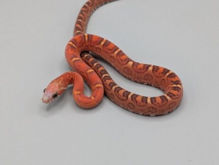 Cornsnake - Scaleless Diffused Het Anery Piedsided- Female