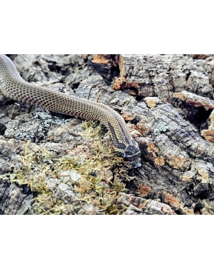 SuperSableCondaF-1900-700x879 Hognose - Super Sable Conda - Female - Image 1