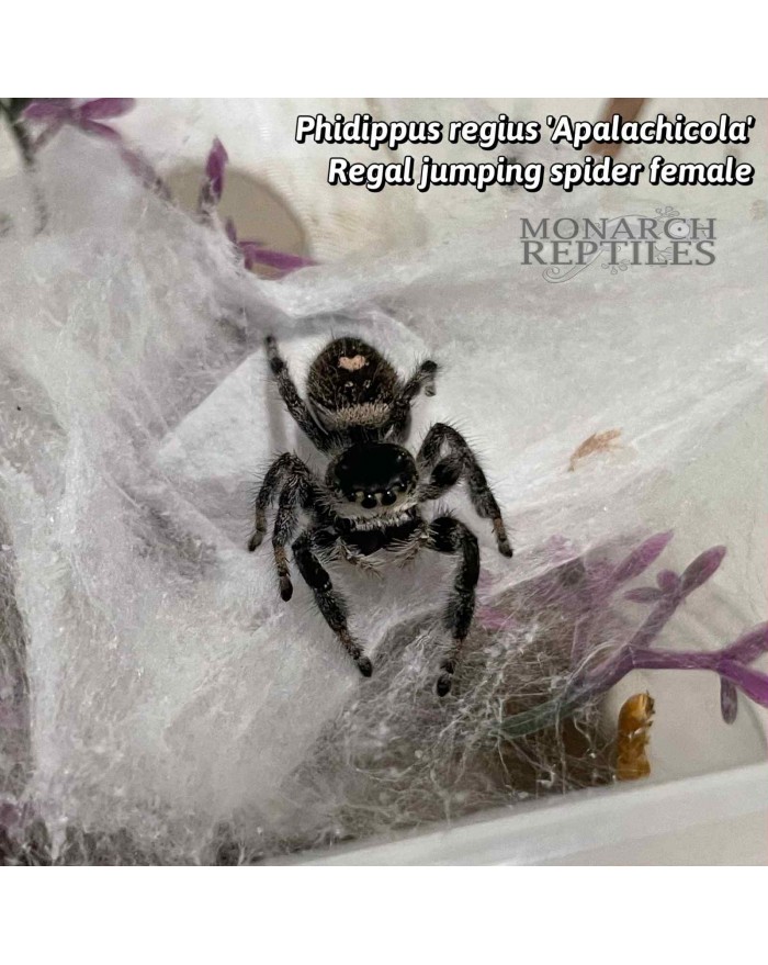 apalachicolafemale-700x879 Phidippus Regius "Apalachicola" - Regal Jumping Spider - CB Male - Image 1